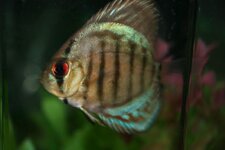 Discus.jpg