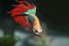 Betta.jpg