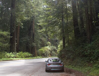 RedwoodsZ4.jpg