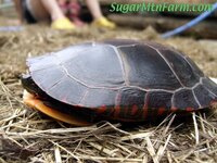 PaintedTurtleDSCF3822-759864.jpg