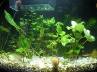 fishtank.jpg