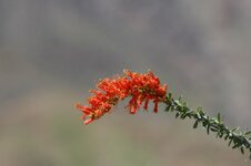IMG_1733.jpg