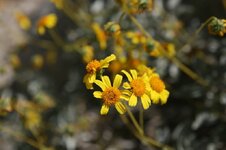 IMG_4277.jpg