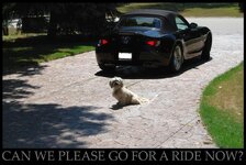 CANWEGOFORARIDE.jpg
