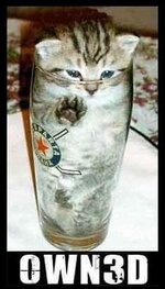 owned-beer-cat13.jpg