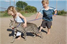 savannah-cat-a1-1.jpg savannah-cat-a1-1.jpg