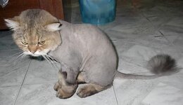 ShavedCat02.jpg