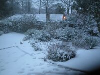 IMG_1268.jpg
