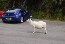 z4sheepMedium.jpg