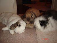 DSC00526.jpg