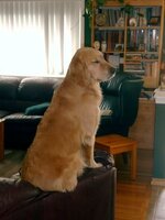 FINN-MEERKATONCOUCH.jpg