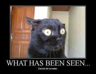 cat-kitty-seen-demotivational-poste.jpg
