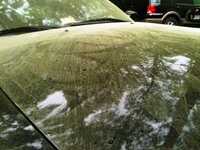 pollen2.jpg