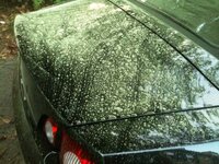 pollen4.jpg