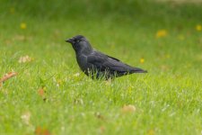 IMG_4592.JPG