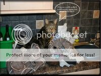 cat.jpg