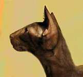 Havana%20Profile.jpg
