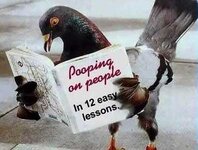 c8d3d0c3e553f9db_bird_poop.jpg c8d3d0c3e553f9db_bird_poop.jpg