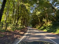 5-a525-treeeees.jpeg