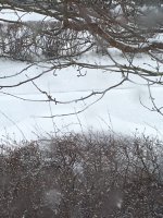 4B27DF7A-B796-4D15-990E-E6465DB32BE2.jpeg