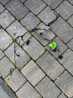 IMG_9593.jpeg