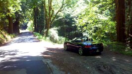Romp_in_Redwoods.jpg Romp_in_Redwoods.jpg
