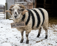 Baa, humbug.png