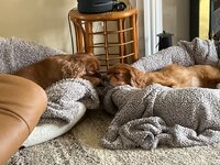IMG_3248.jpeg