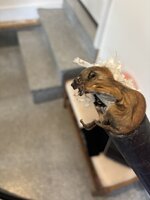 IMG_8345.jpeg