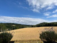 IMG_2083.jpeg