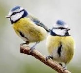 birds.JPG