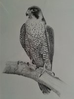 SparrowH.jpg