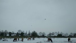 IMG_20190123_145258.jpg