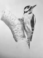 bird drawing - 1.jpg