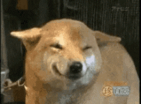 37795C8B-6E86-42CC-8E4D-9821CD33352C.gif