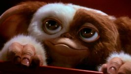 Gizmo-close-up-Gremlins.jpg