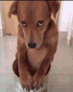 362C595A-5CE2-4A46-A782-EB577AFB6C19.gif