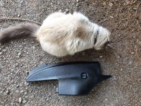 scale pet.jpg