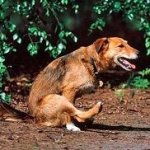 img_why_does_my_dog_drag_his_bum_on_the_ground_1454_600.jpg