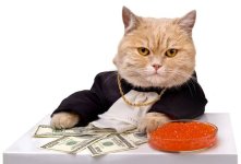 cat_caviar.jpg