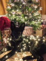 Getting into Christmas.jpg