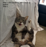 cats ass 1.png