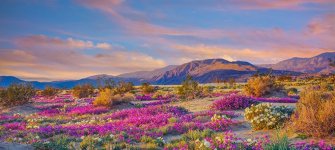 GettyImages-917923758-anza-borrego-dessert-smaller.jpg