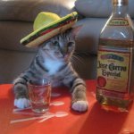 tequila-cat.jpeg