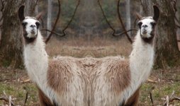 BC68C4BB-8EA8-4968-AFED-17A265E3EDB0.jpeg