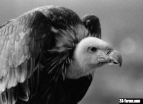 8E0C7264-C1EA-4B2D-BE53-F26666B9B54A.gif