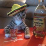tequila-cat.jpeg