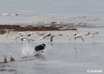 IMG_7680a.JPG