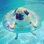 FloatingPug.jpg