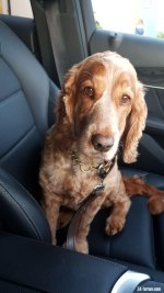 IMG-20180907-WA0005.jpeg